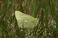 Colias behrii