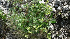 Alpinae