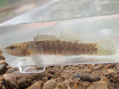 Guardian Darter photo 4