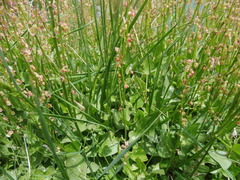 Rumex scutatus