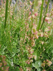 Rumex scutatus
