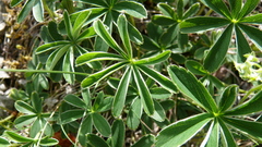 Alpinae