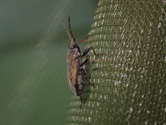 Peritrechus gracilicornis