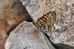 Chlosyne whitneyi