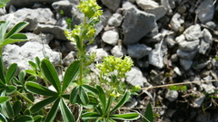 Alpinae