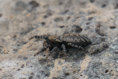 Terralonus mylothrus