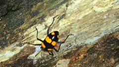 Scaphidomorphus bosci