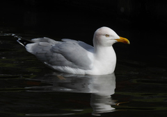 Larus argentatus argentatus
