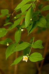 Philadelphus inodorus
