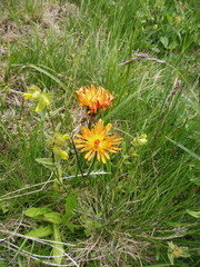 Crepis aurea