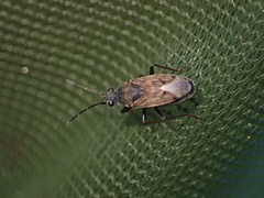 Peritrechus gracilicornis