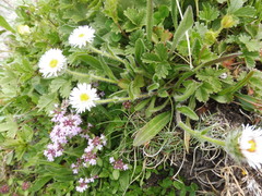 Erigeron uniflorus