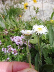 Erigeron uniflorus
