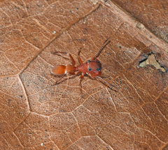 Peckhamia scorpionia