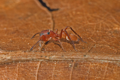 Peckhamia scorpionia