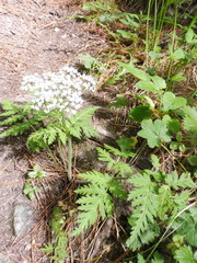 Chaerophyllum hirsutum