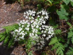 Chaerophyllum hirsutum