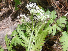 Chaerophyllum hirsutum