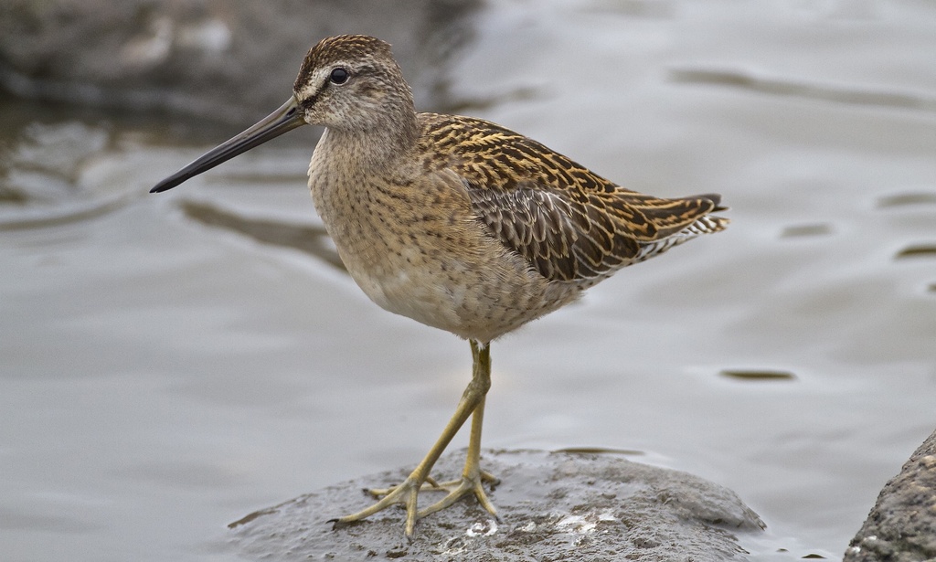 Short-Billed Dowitcher
