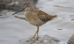 Short-Billed Dowitcher photo 1