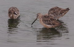 Short-Billed Dowitcher photo 4