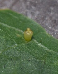 Celticecis aciculata