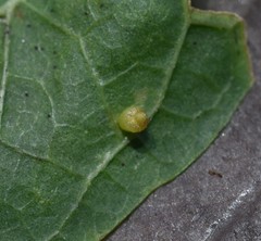 Celticecis aciculata