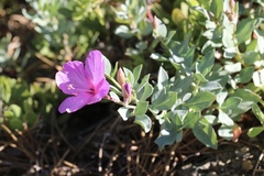 Epilobium rigidum