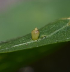 Celticecis aciculata