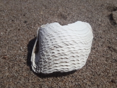 Zirfaea crispata