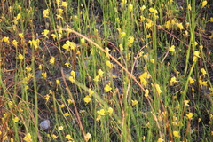 Utricularia cornuta