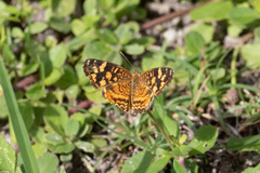 Anthanassa frisia