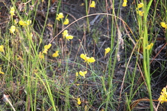 Utricularia cornuta