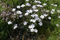 Linum tenuifolium