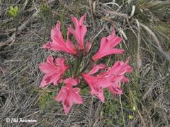 Alstroemeria ligtu ligtu