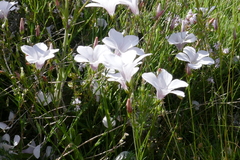 Linum tenuifolium