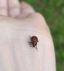 Chrysolina polita
