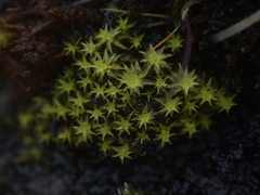 Diobelonella palustris