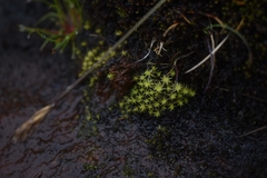 Diobelonella palustris