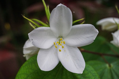 Bauhinia acuminata