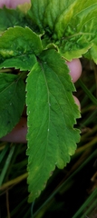 Angelica genuflexa