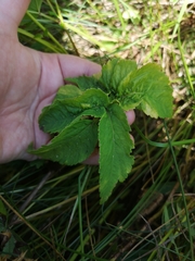 Angelica genuflexa
