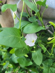 Convolvulus arvensis