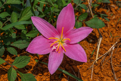 Lirio Rosa de la Lluvia (Zephyranthes rosea) · NaturaLista Colombia