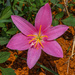 Zephyranthes rosea - Photo (c) Andrey, μερικά δικαιώματα διατηρούνται (CC BY-NC), uploaded by Andrey