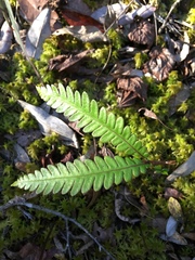 Dicranopteris flexuosa