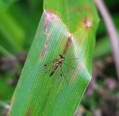 Chrysopilus splendidus