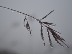Festuca vivipara