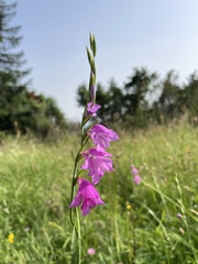 Gladiolus imbricatus