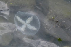 Staurostoma mertensii